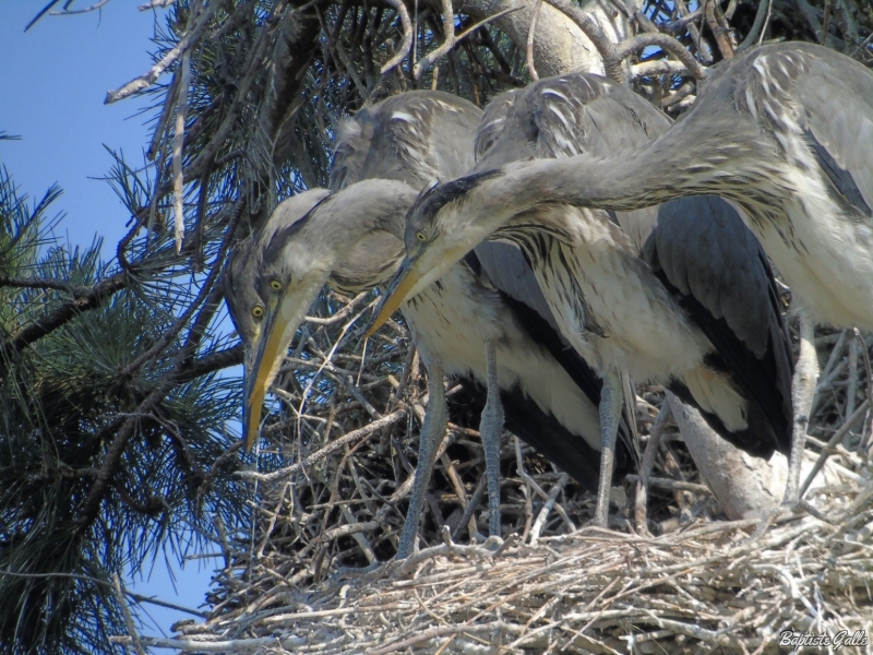 Photo Oiseaux Héron cendré (Ardea cinerea)