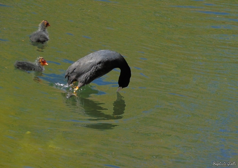 DSC01602.JPG Foulque macroule (Fulica atra)