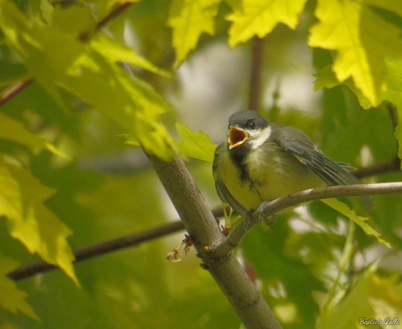 Photo Oiseaux Mésange charbonnière (Parus major)