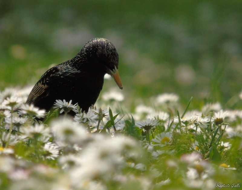 Photo Oiseaux Etourneau sansonnet (Sturnus vulgaris)