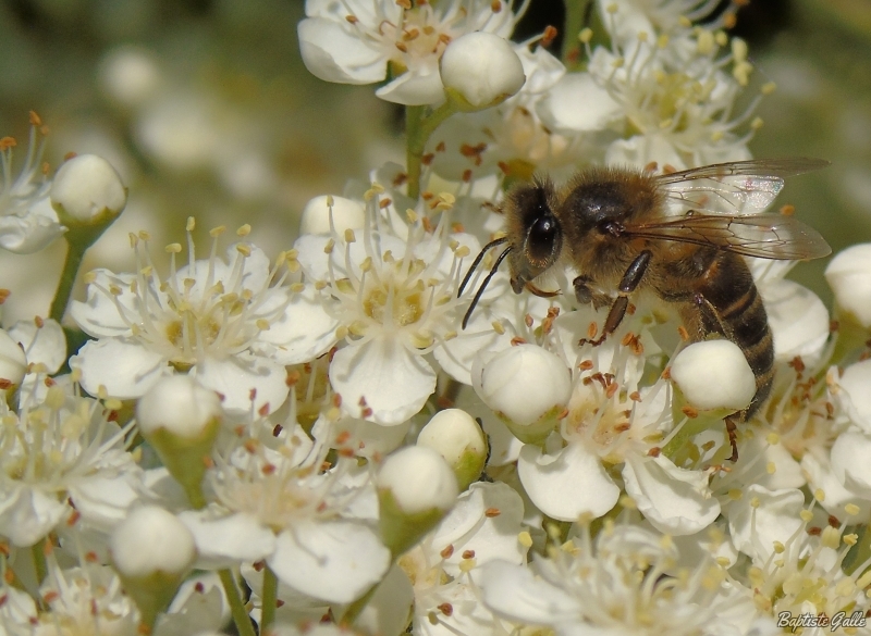 Photo Insectes abeille domestique (apis mellifera) 