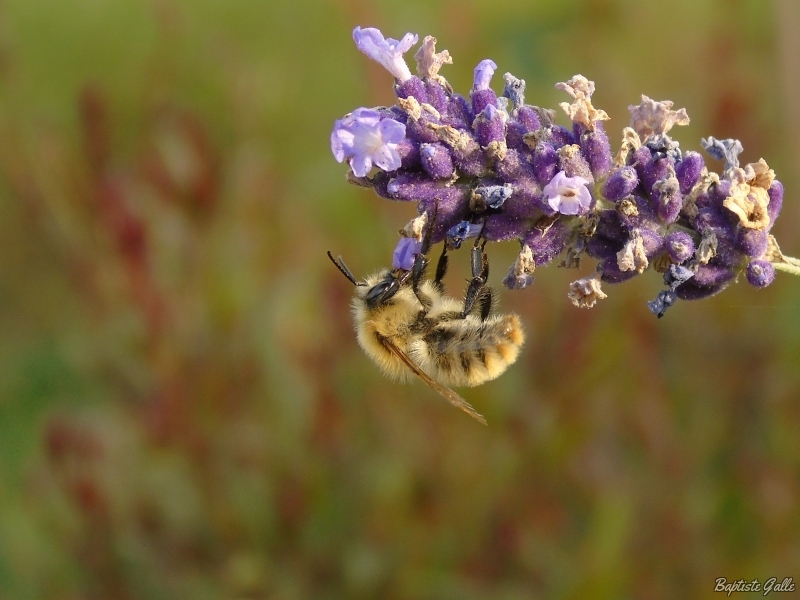 DSC03118.JPG Bourdon des champs (Bombus pascuorum)