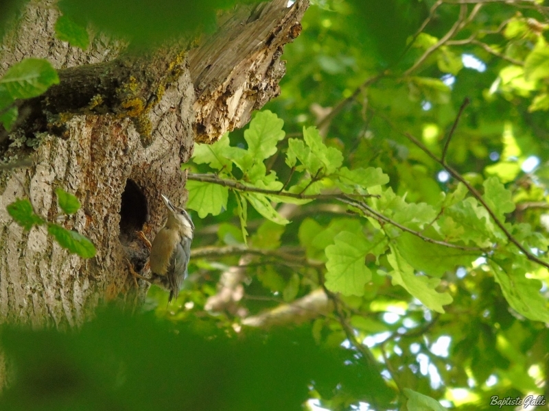 Photo Oiseaux Sittelle torchepot (Sitta europaea)