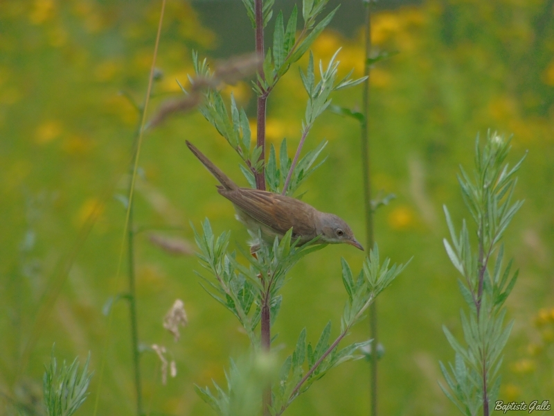 Photo Oiseaux Fauvette grisette (Sylvia communis)