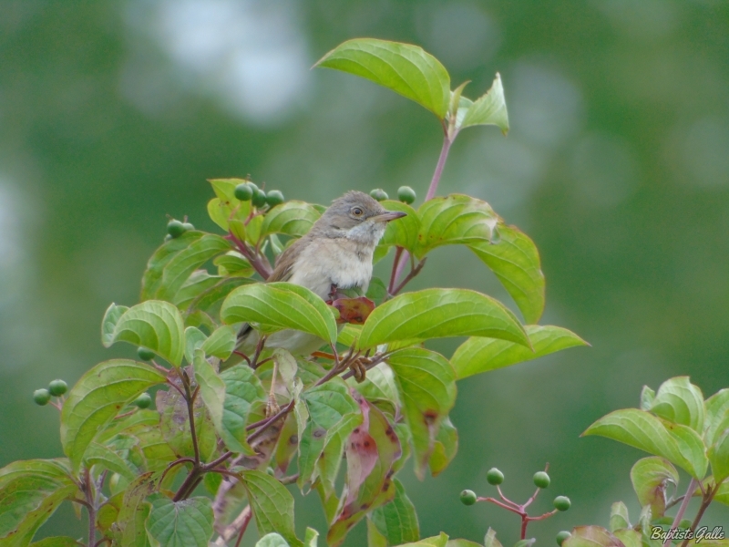 Photo Oiseaux Fauvette grisette (Sylvia communis)