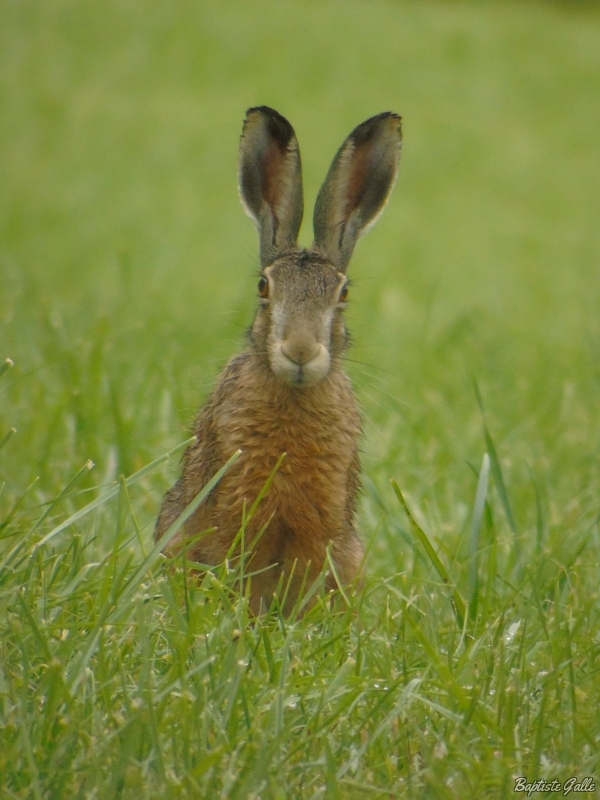 Photo Mammifères Lièvre brun (Lepus europaeus)