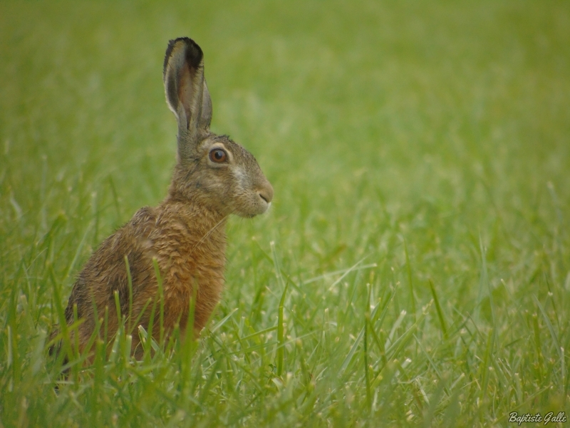 Photo Mammifères Lièvre brun (Lepus europaeus)