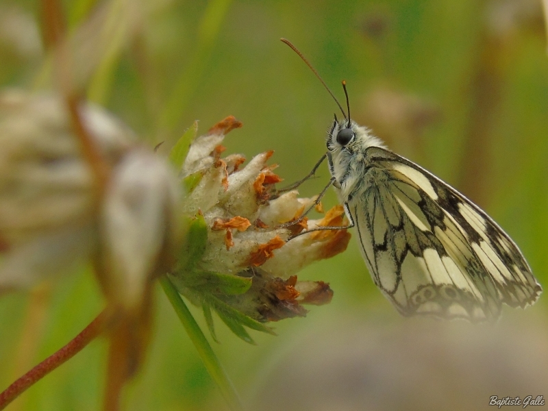 DSC03868.JPG Demi-deuil (Melanargia galathea)