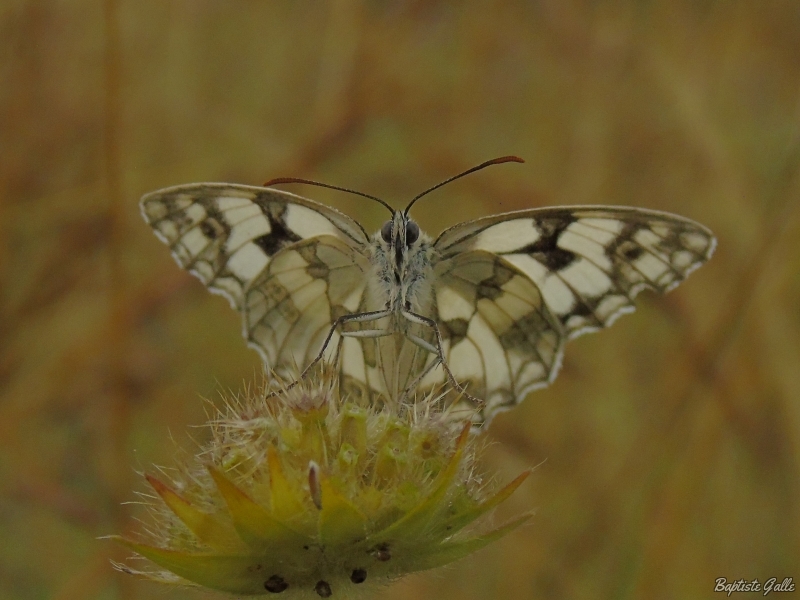 Photo Insectes Demi-deuil (Melanargia galathea)