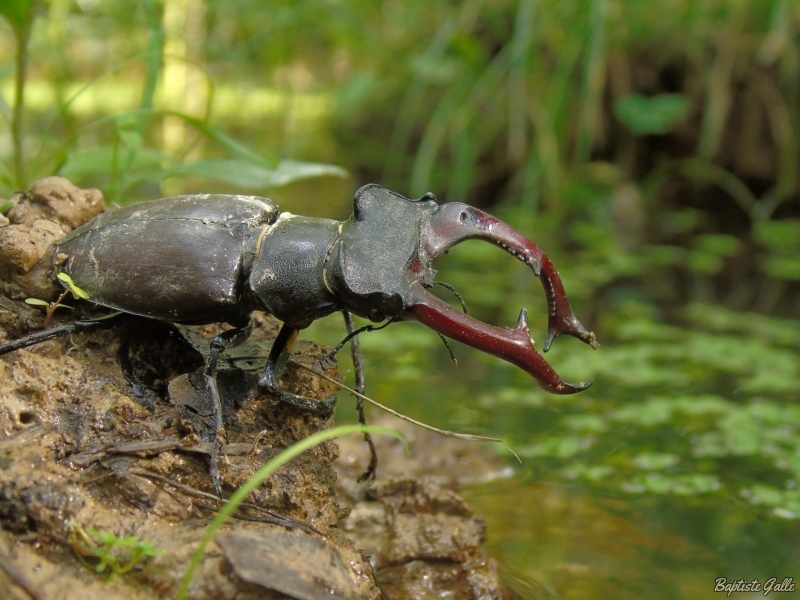 Photo Insectes Lucane cerf-volant (Lucanus cervus)