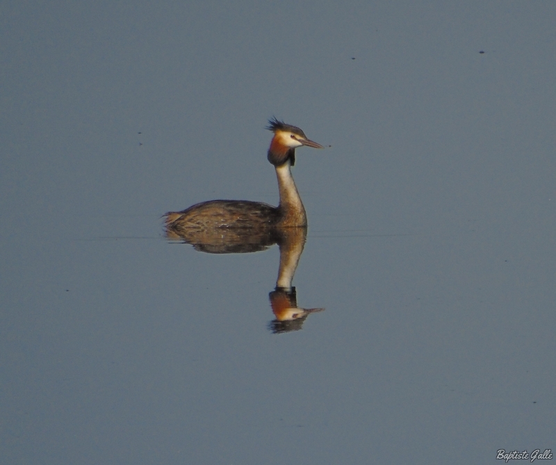 Photo Oiseaux Grèbe huppé (Podiceps cristatus)