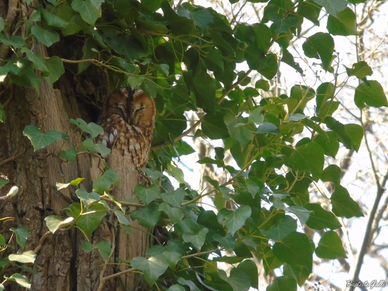 Photo Oiseaux Chouette hulotte (Strix aluco)