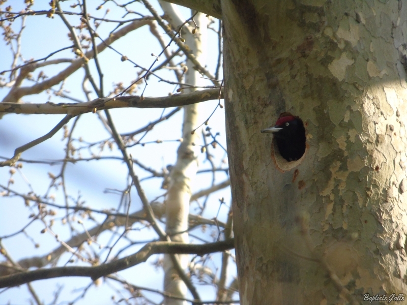 Photo Oiseaux Pic noir (Dryocopus martius)