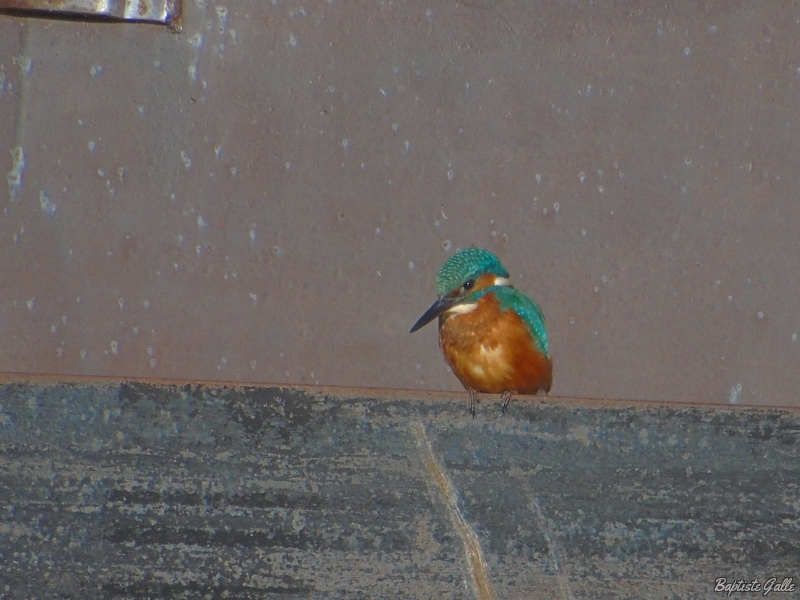 Photo Oiseaux Martin-pêcheur d'Europe (Alcedo atthis)