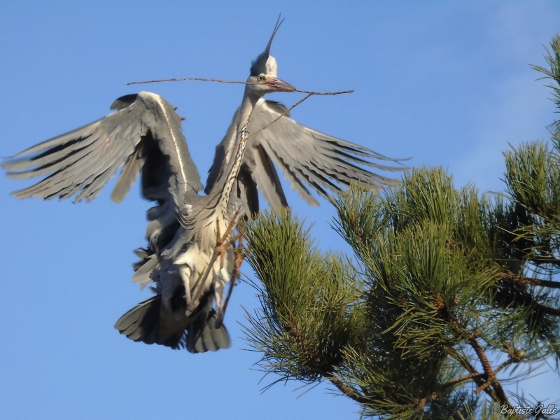 Photo Oiseaux Héron cendré (Ardea cinerea)