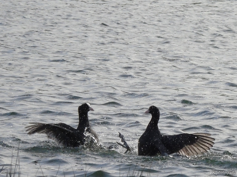 Photo Oiseaux Foulque macroule (Fulica atra)