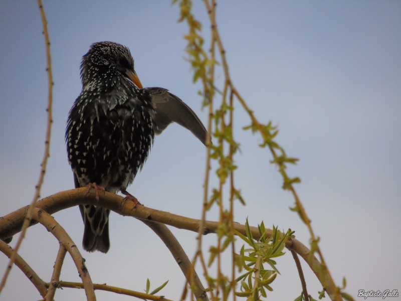 Photo Oiseaux Etourneau sansonnet (Sturnus vulgaris)