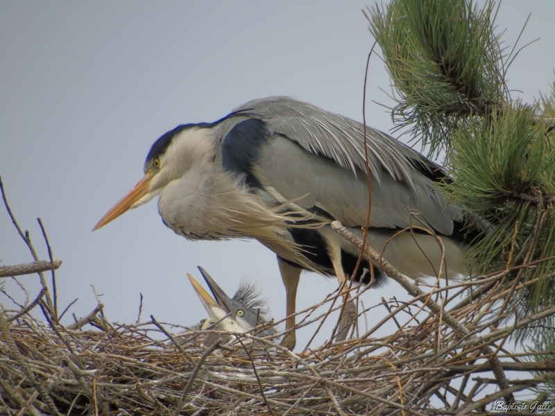 Photo Oiseaux Héron cendré (Ardea cinerea)