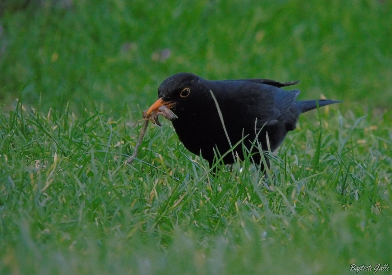 Photo Oiseaux Merle noir (Turdus merula)