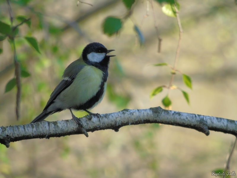 Photo Oiseaux Mésange charbonnière (Parus major)