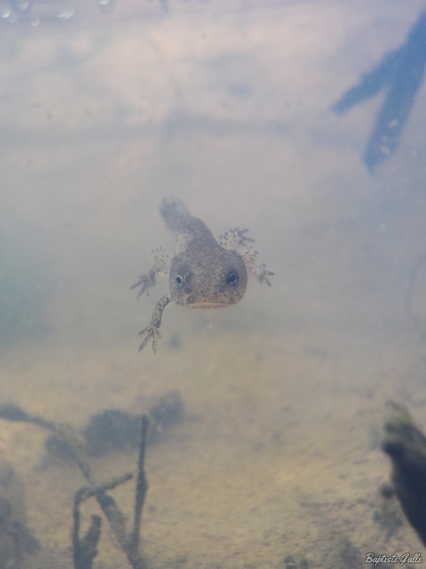 Photo Amphibiens