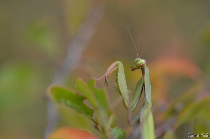 Photo Insectes Mante religieuse (Mantis religiosa)