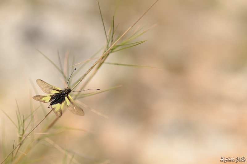 Photo Insectes Ascalaphe soufré