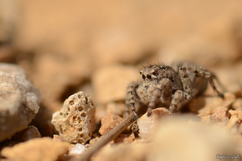 Photo Araignées