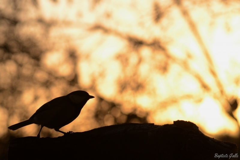 Photo Oiseaux Mésange charbonnière (Parus major)