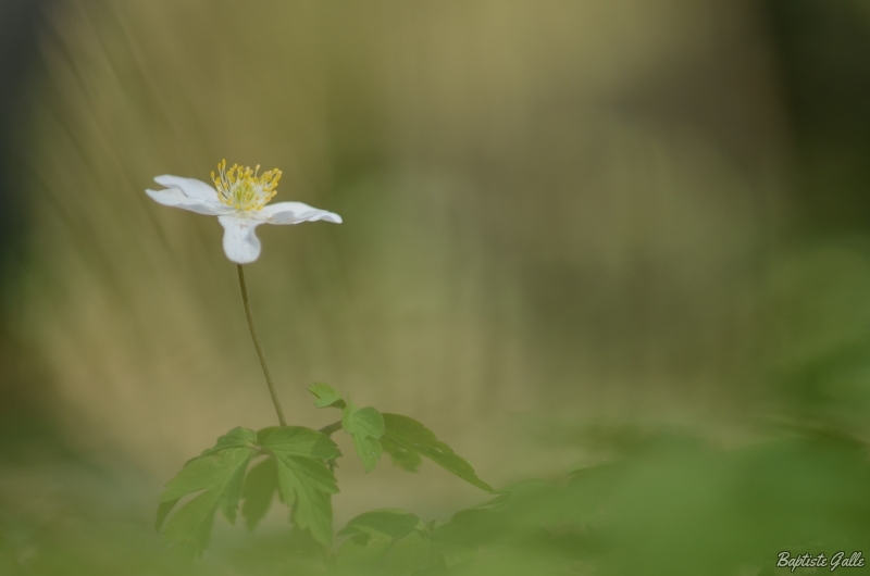 Photo Flore anémone sylvie