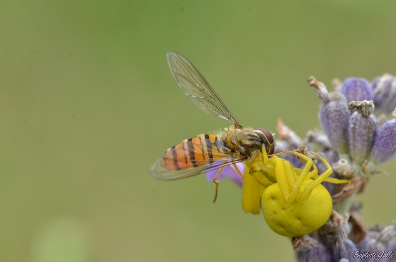 DSC_9655.JPG Thomise Variable (Misumena vatia)