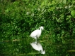 Oiseaux Aigrette garzette (Egretta garzetta)