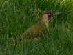 Oiseaux Pic vert (Picus viridis)