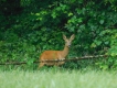 Mammifères Chevrette (Capreolus capreolus)