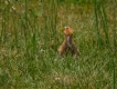 Oiseaux Huppe fasciée (Hpupa epops)