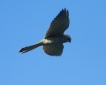 Oiseaux Faucon crécerelle (Falco tinnunculus)