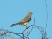 Oiseaux Faucon crécerelle (Falco tinnunculus)