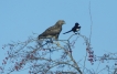 Oiseaux Buse variable (Buteo Buteo)