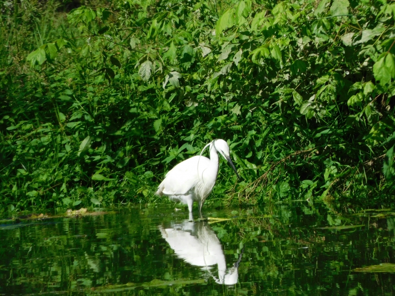 Photo Oiseaux Aigrette garzette (Egretta garzetta)