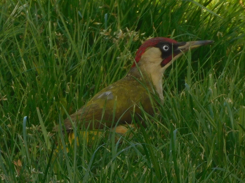 Photo Oiseaux Pic vert (Picus viridis)