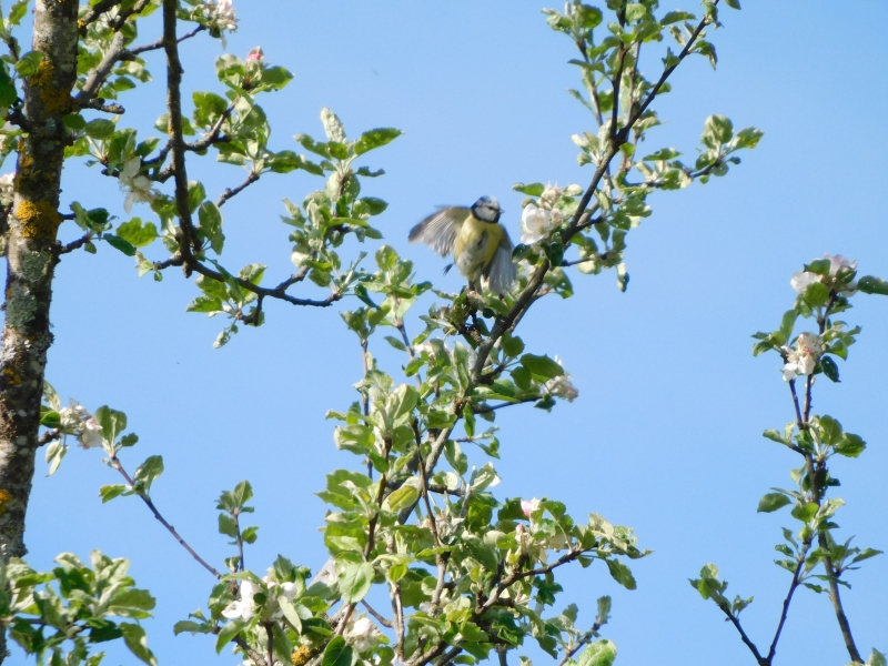 Photo Oiseaux Mésange bleue (Cyanistes caeruleus)