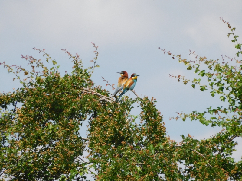 Photo Oiseaux guepier d'europe