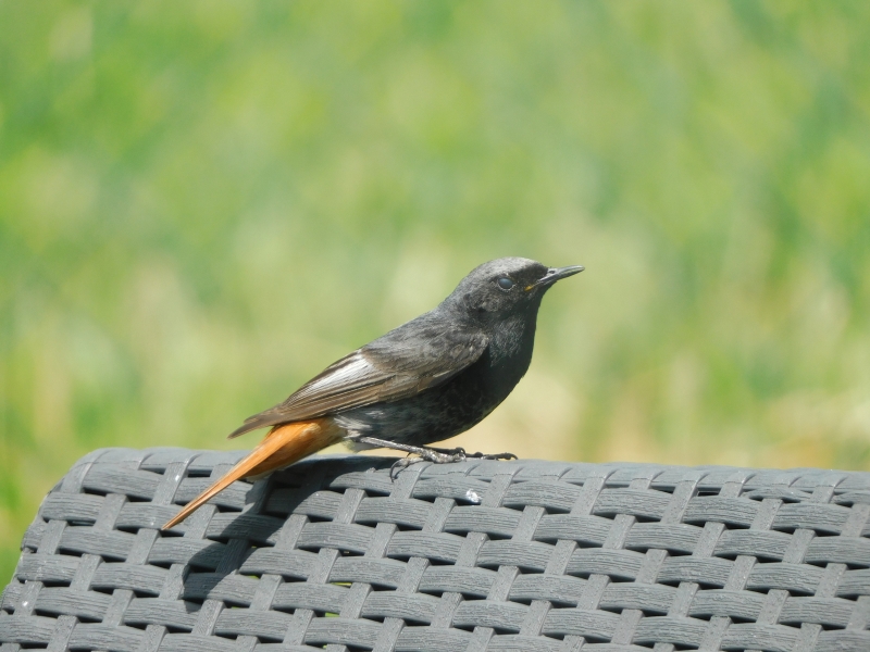 Photo Oiseaux Rougequeue noir (Phoenicurus ochruros)