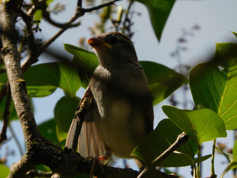 Photo Oiseaux Moineau domestique (Passer domesticus)