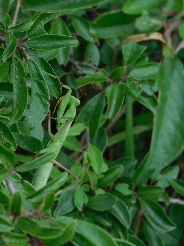 Photo Insectes Mante religieuse (Mantis religiosa)