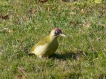 Oiseaux Pic vert (Picus viridis)