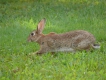 Mammifères Lapin commun (Oryctolagus cuniculus)