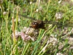 Insectes Libellule déprimée (Libellula depressa)