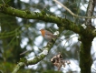 Oiseaux Rouge-gorge familier (Erithacus rubecula)