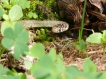 Reptiles Couleuvre verte et jaune (Hierophis viridiflavus)